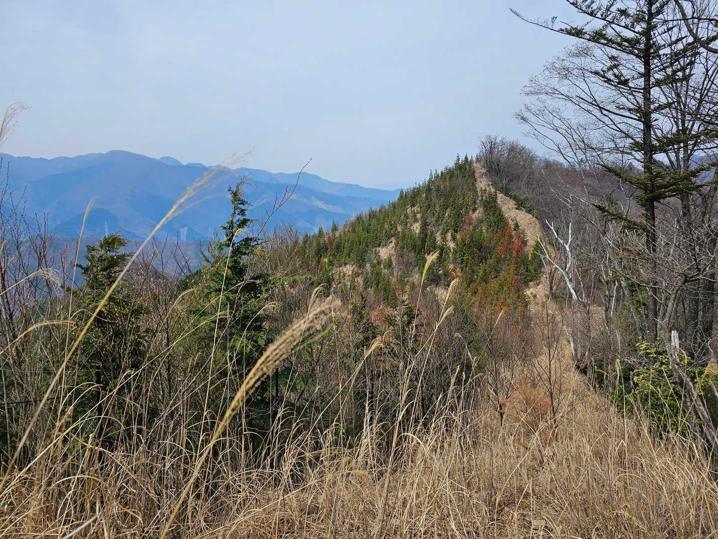登ってみると、そんなに急ではなかった
振り返ってみたら
来た道も同じような道だった😳