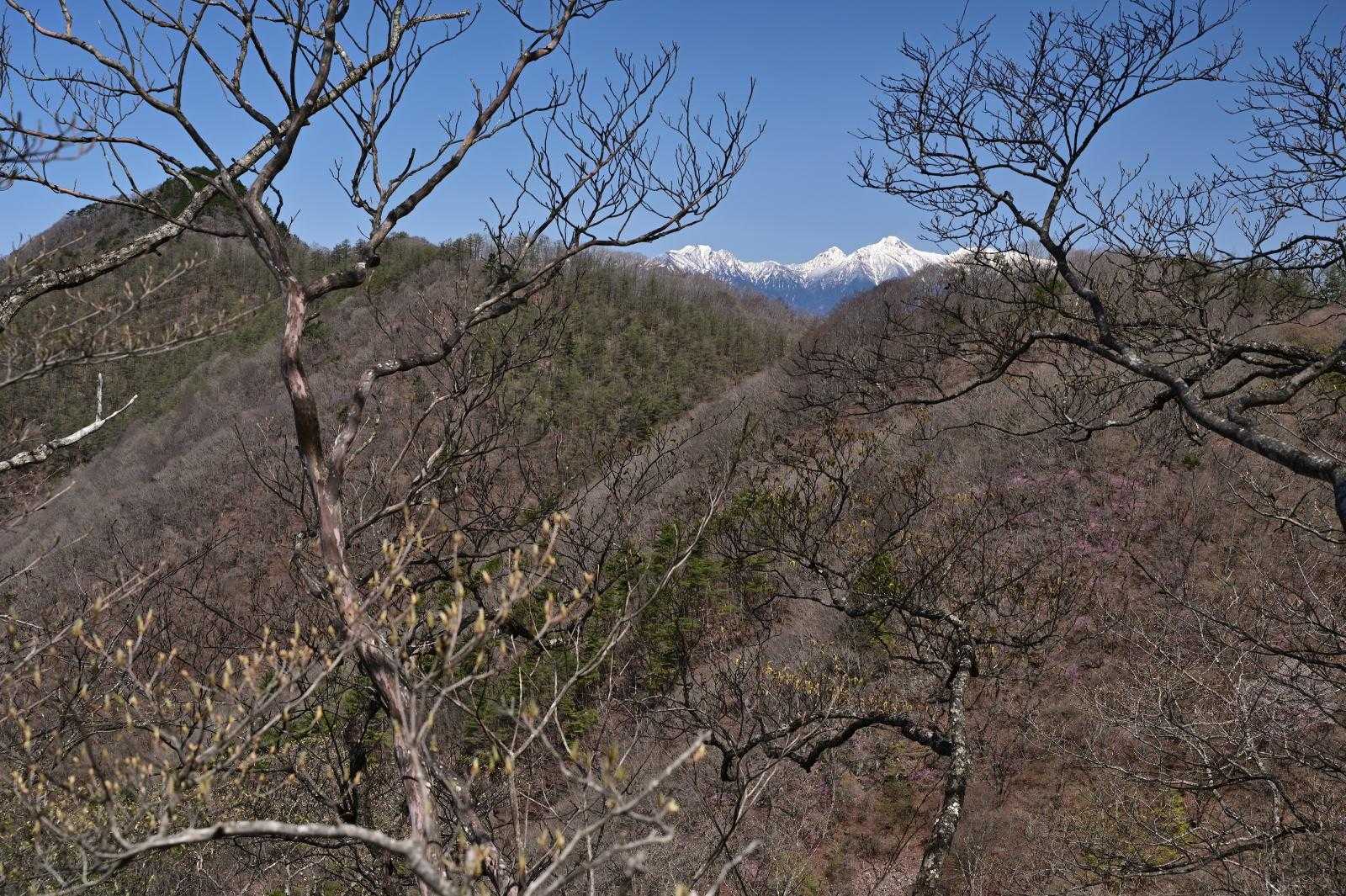 このあと歩く曲岳に続く稜線。
稜線の奥に見える冠雪した八ヶ岳がいい感じ