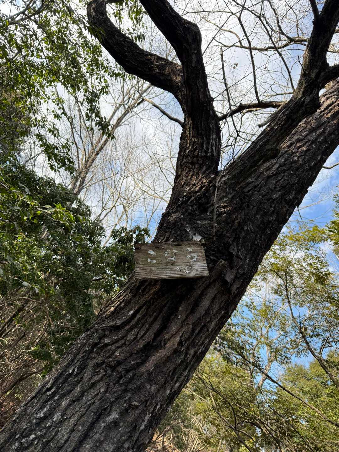 こ な ら