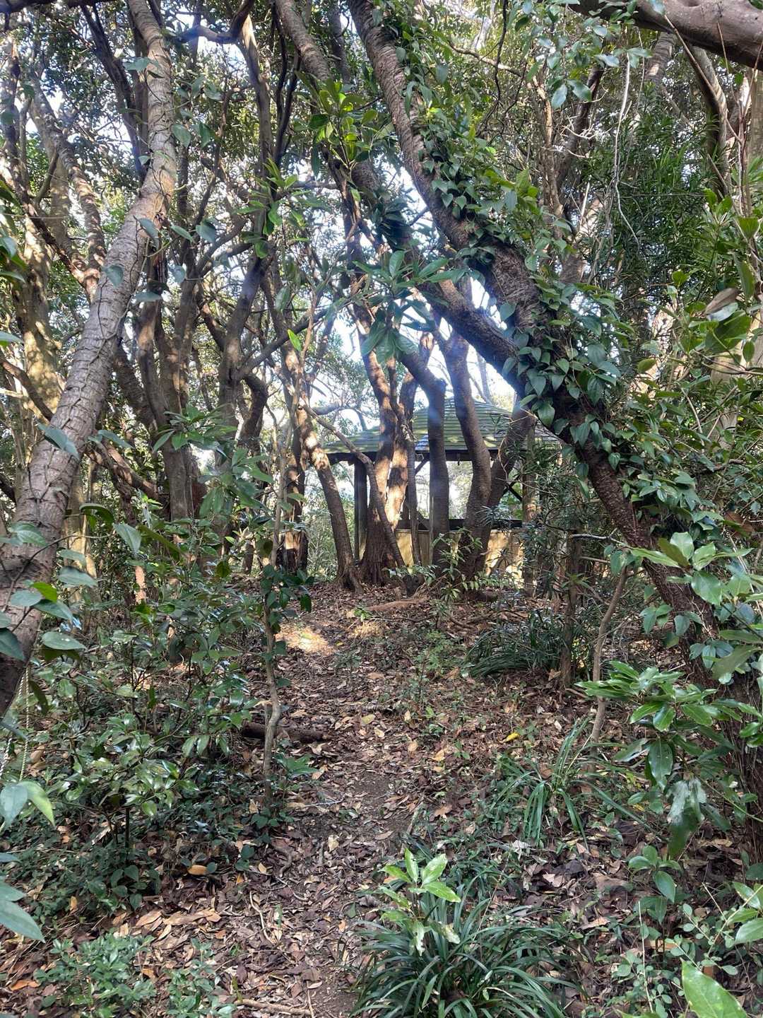 無事天神山山頂到着。
野鳥の森のコースに戻れました。