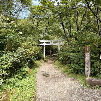 さぁ、本日の山登りスタート
8月の那須岳は緑が深いっすね。