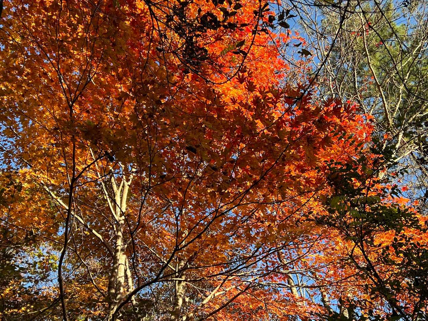艶やか✨
丹沢ってこんなに紅葉綺麗だったの⁈🍁✨