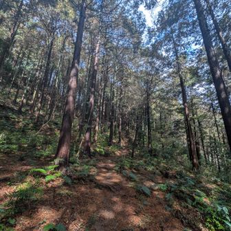 途中でパラパラパラっと何か落ちてくる音がした
雨だったんだと思う