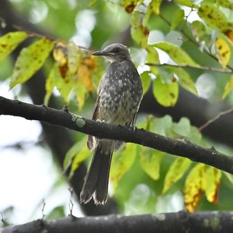 ヒヨドリ幼鳥？