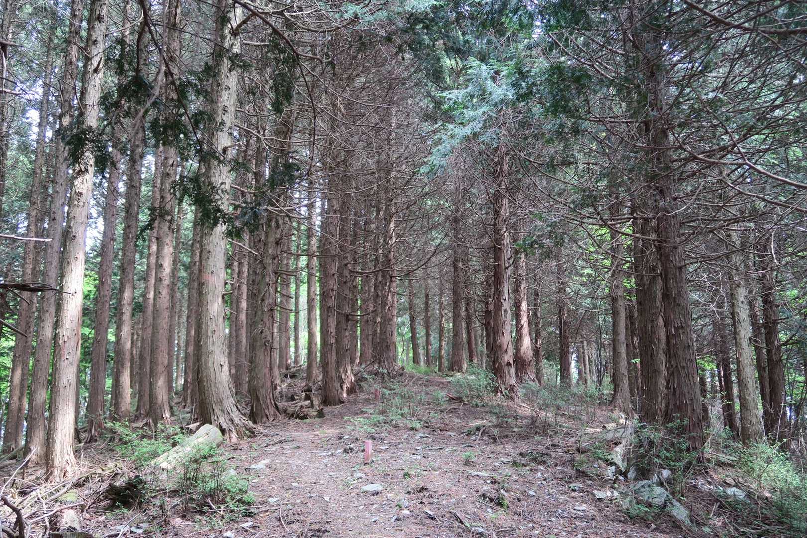 奥野々山へ