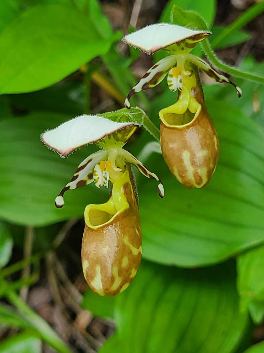 キバナノアツモリソウ(黄花の敦盛草)自生地へ / KIKOさんの高妻山