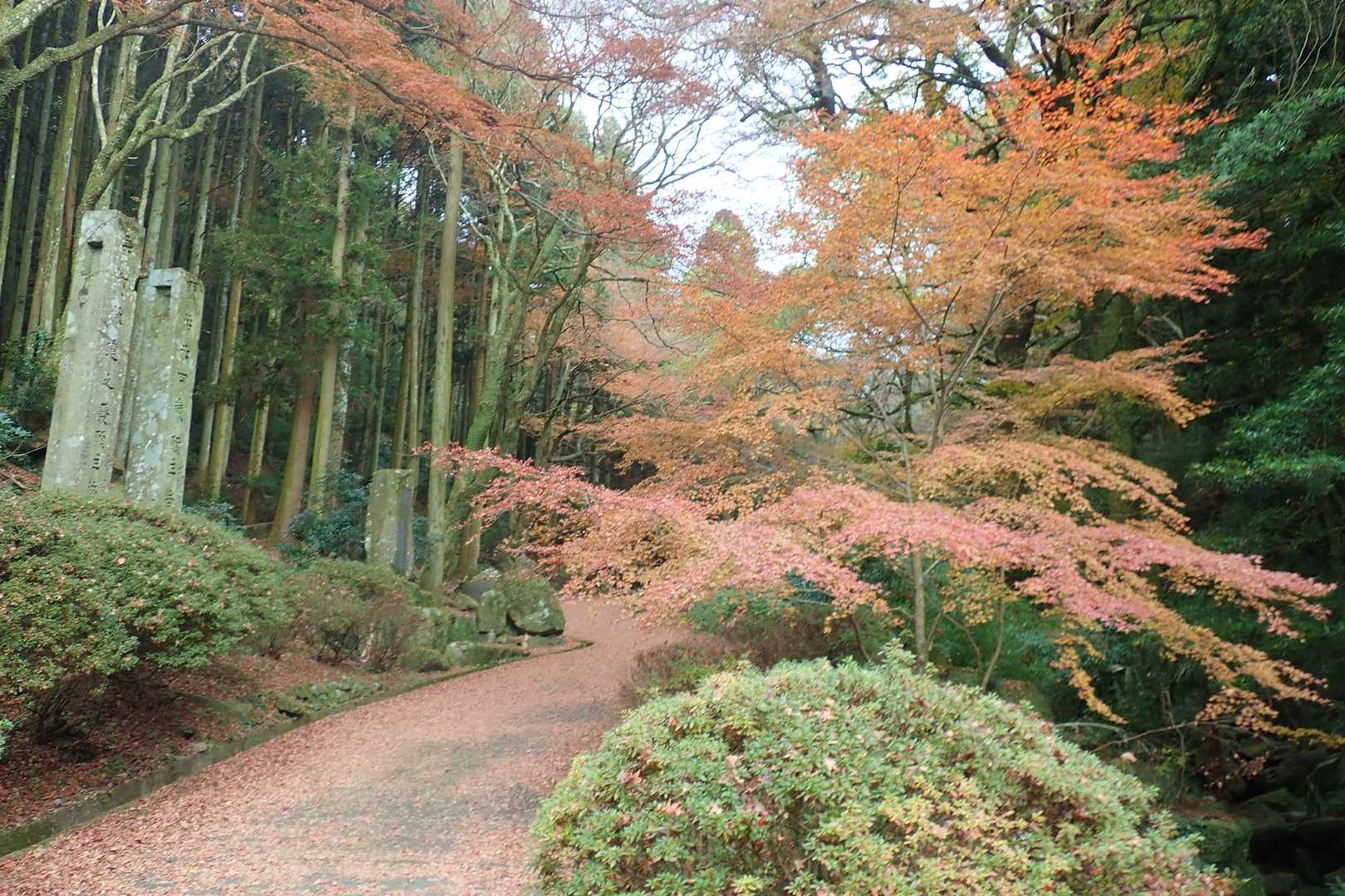 両子山 往復コースの写真