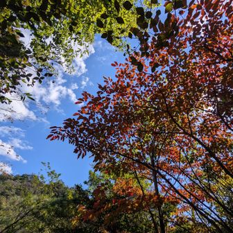 色づきはじめた~紅茶🍁