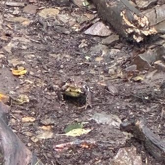 カエル🐸さん、どこにいるかわかるかな？