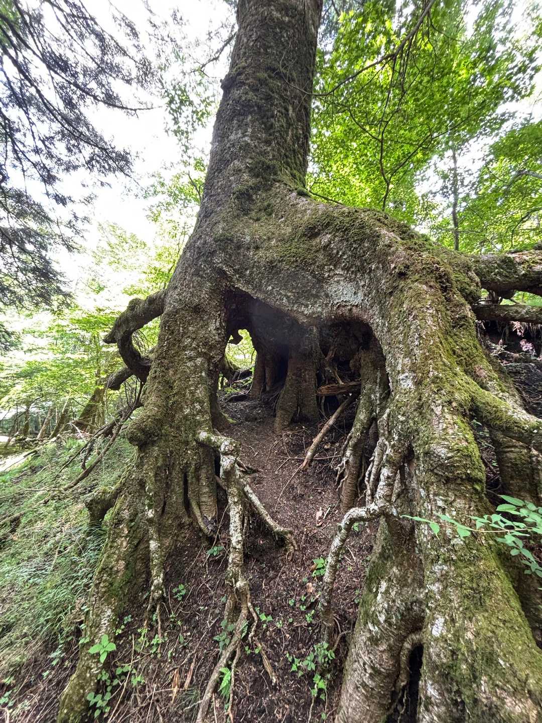畑尾山-アザミ平 周回コースの写真