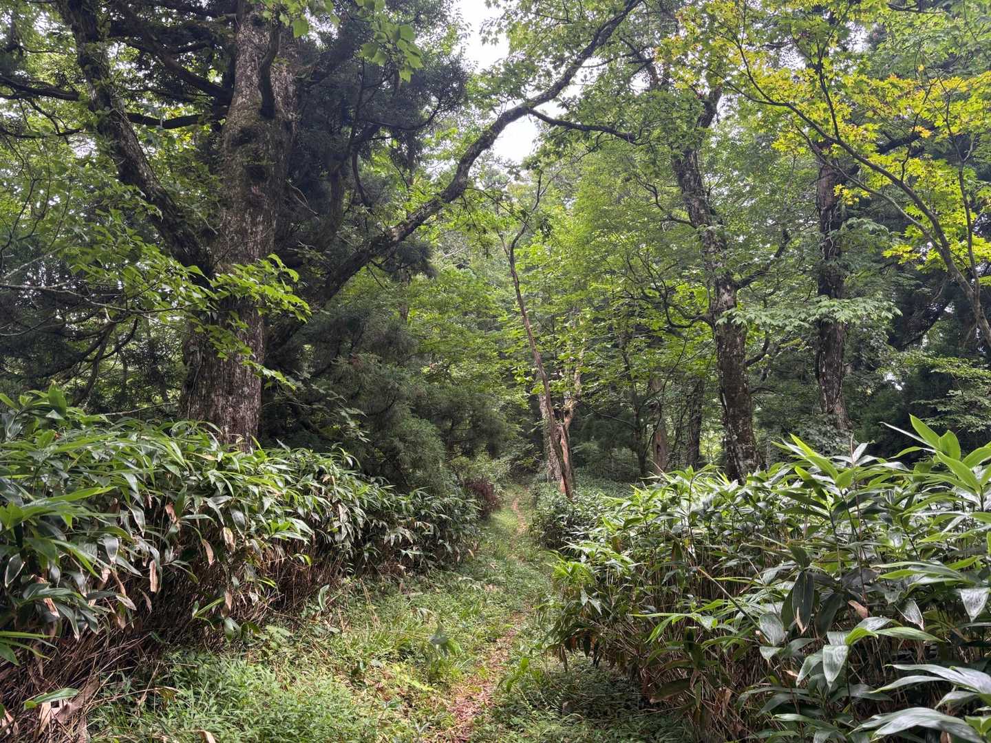 すこーし起伏あるだけで全然しんどくない
ゆるゆる歩けて良い登山道
