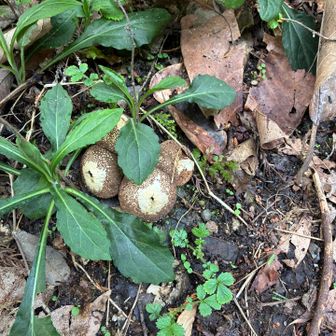 ツチグリ⁉️かな…詳しくないので（笑）