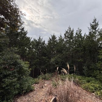 鳥川アルプスは基本的にあまり展望はありませんな