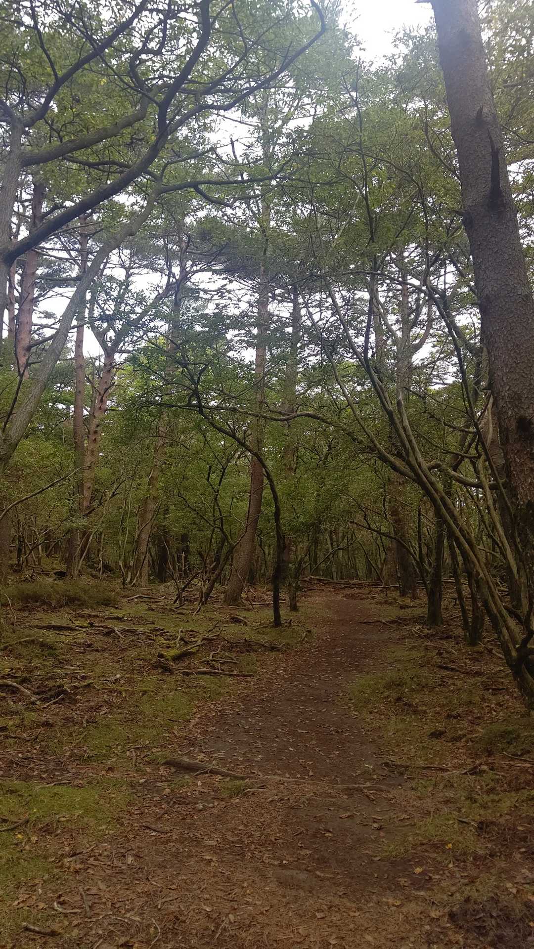 風が強いけど甑岳への道は森の中を行くので全然大丈夫。
韓国岳は結構吹いているだろうなぁ。