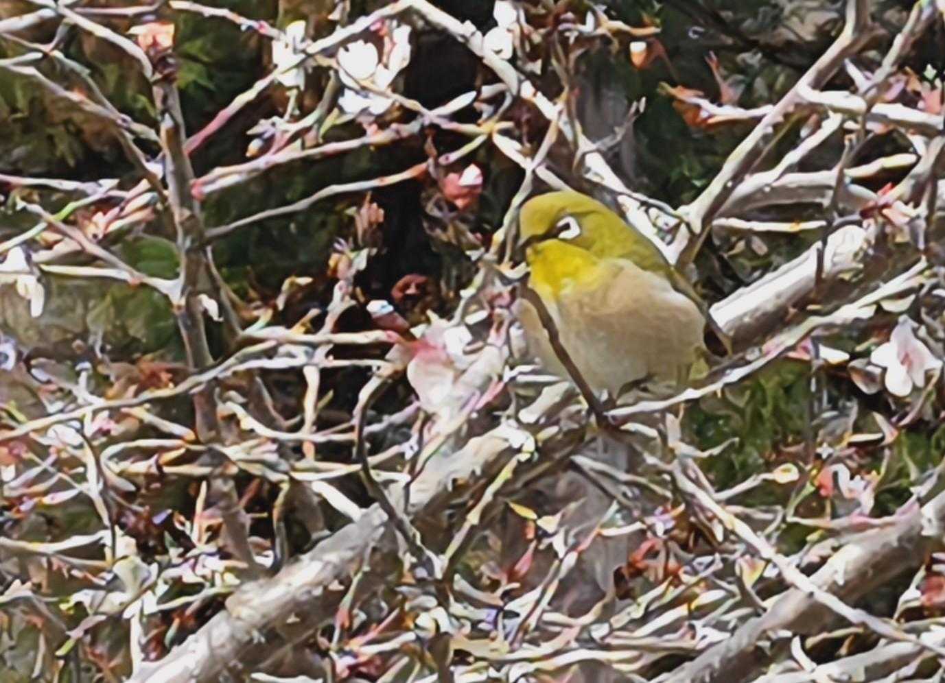 ちょこっとラッキー・・・