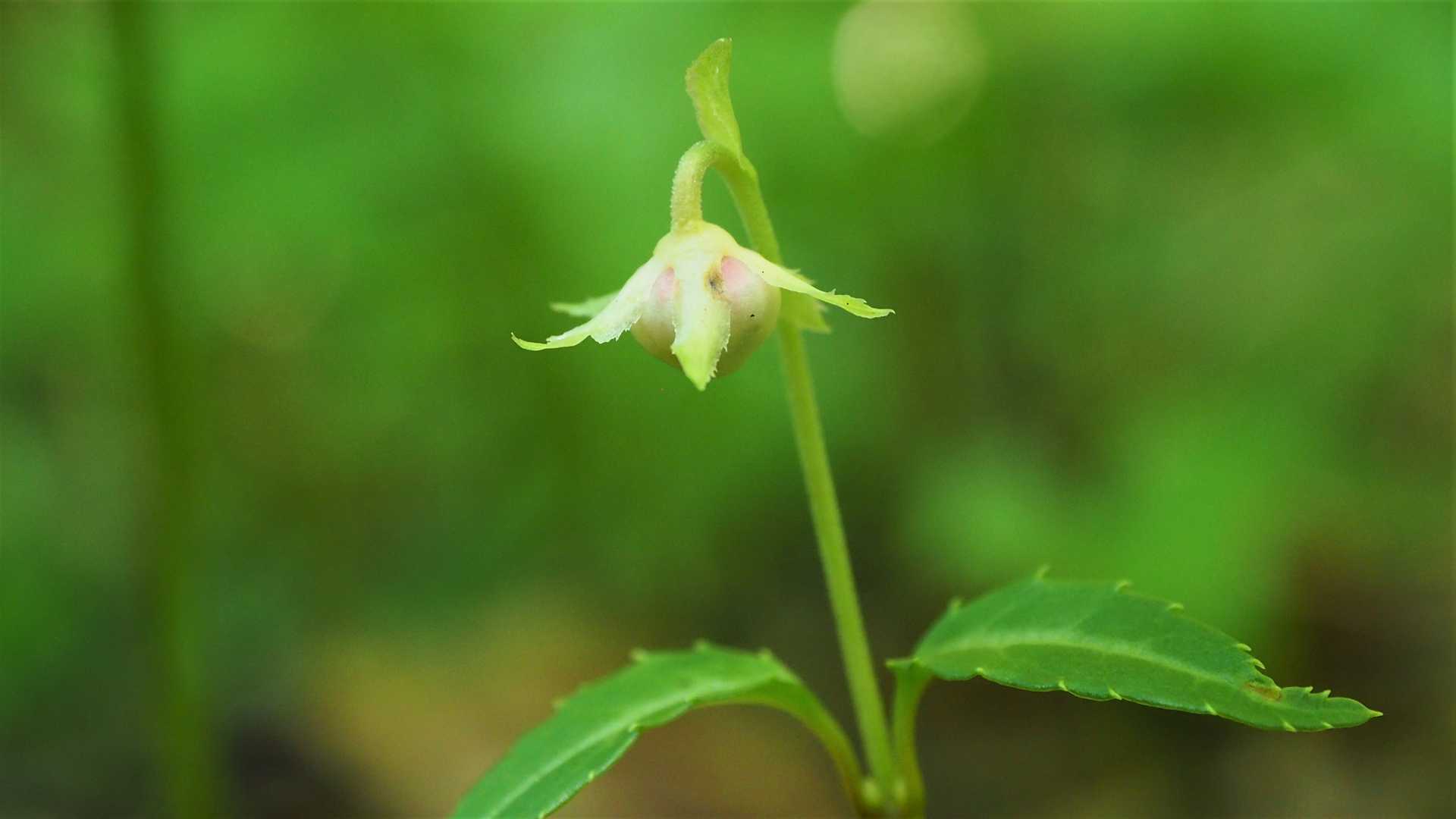 ウメガサソウ(蕾)
