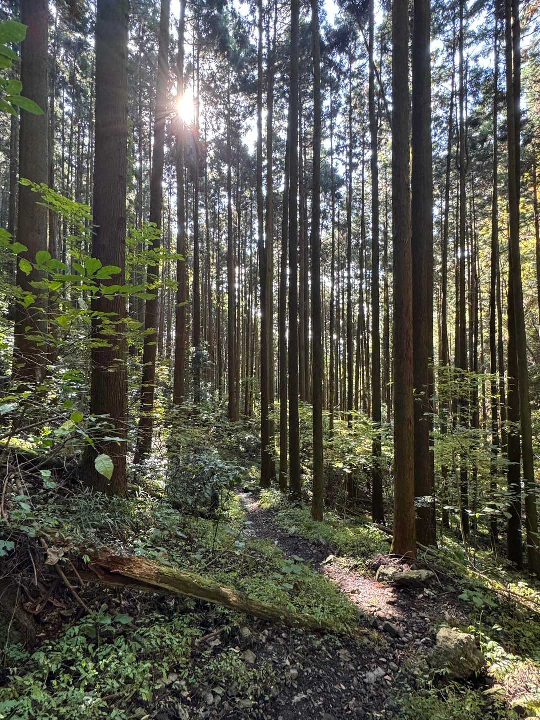 奥久慈男体山 周回コースの写真