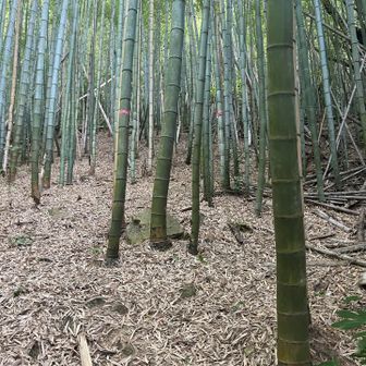 こちらも竹林