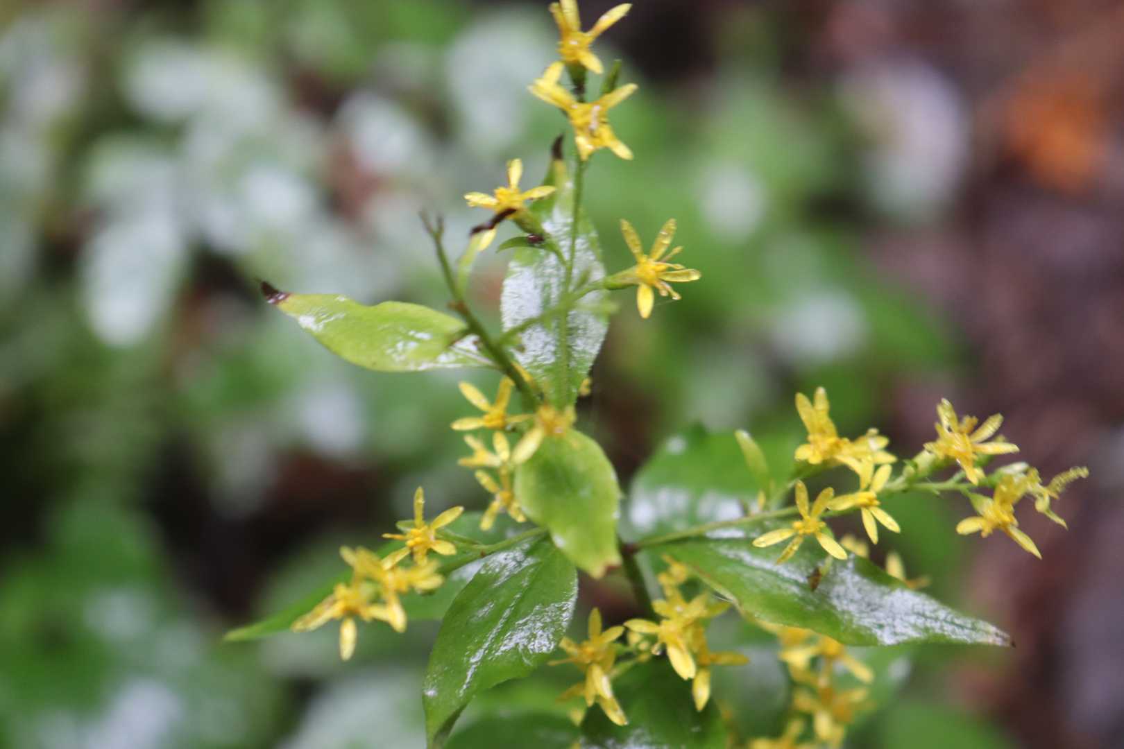 ミヤマアキノキリンソウ