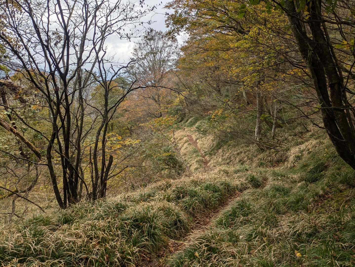 貝月山 往復コースの写真