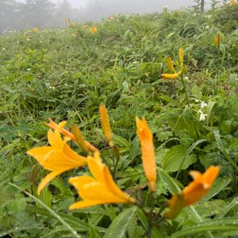 女峰山撤退しましたが、雨の中ずぶ濡れで頑張りました💪
お疲れさまでした😊