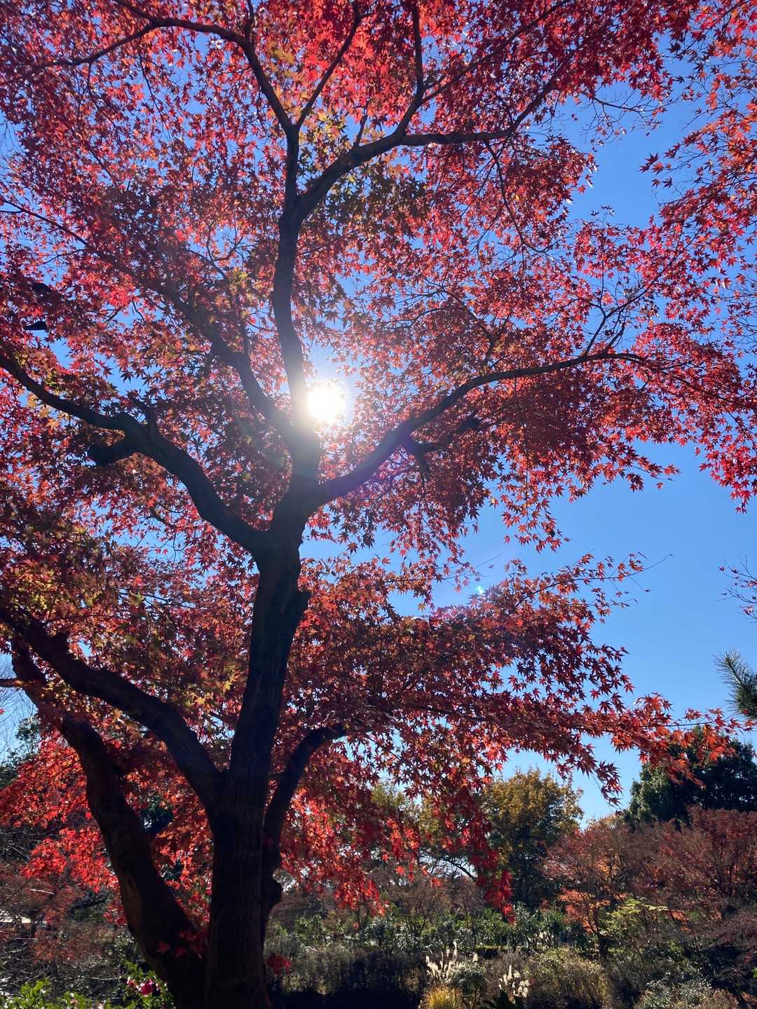 眩しい🍁🍂
