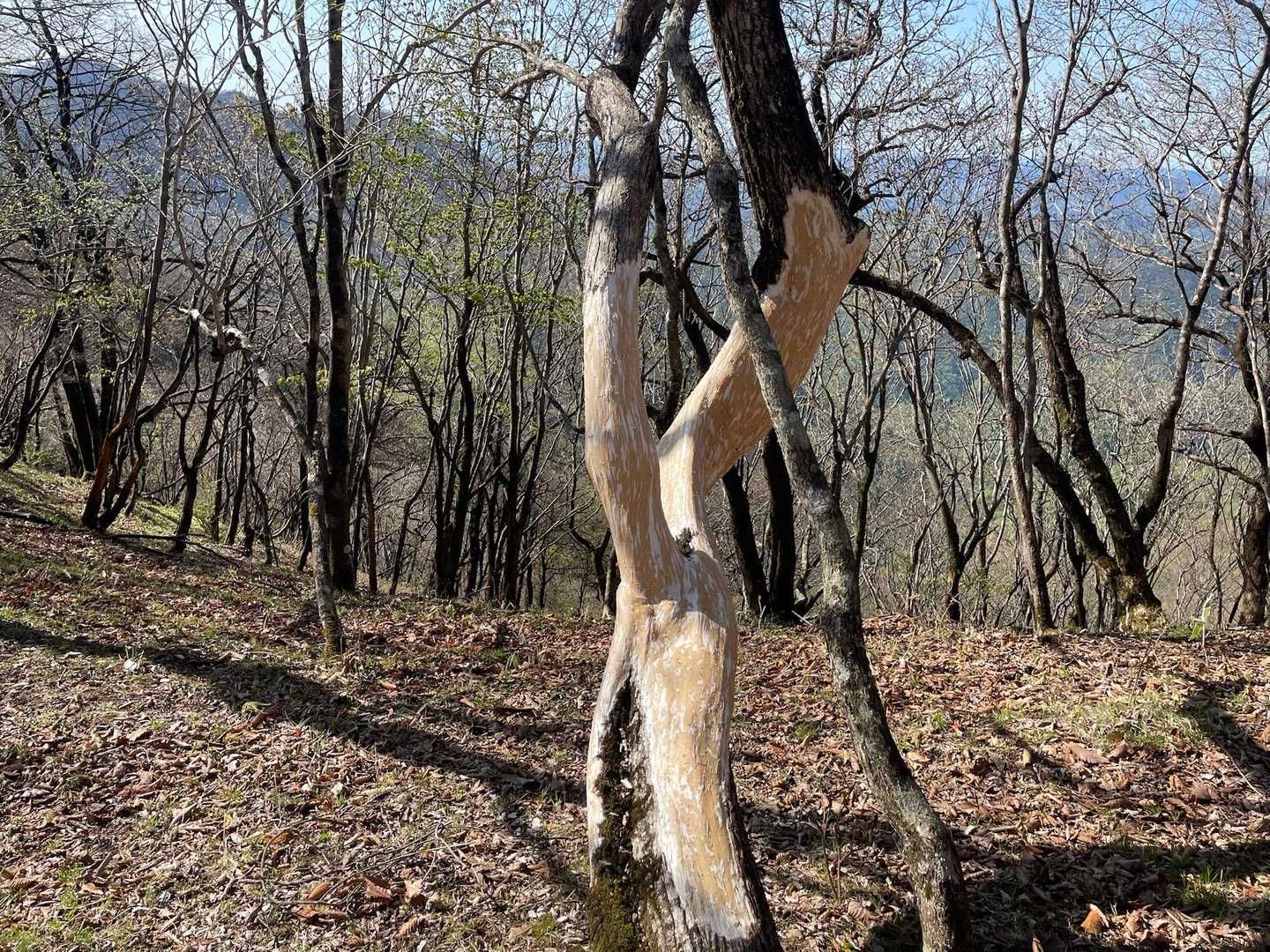 この木の皮っちゃ旨いのけ???
🦌🦌🦌