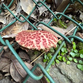 立ち止まって写真を撮ってる方がおられました。近づいて話しかけてみると、撮っておられたのはキノコ🍄。イグチの仲間でした。