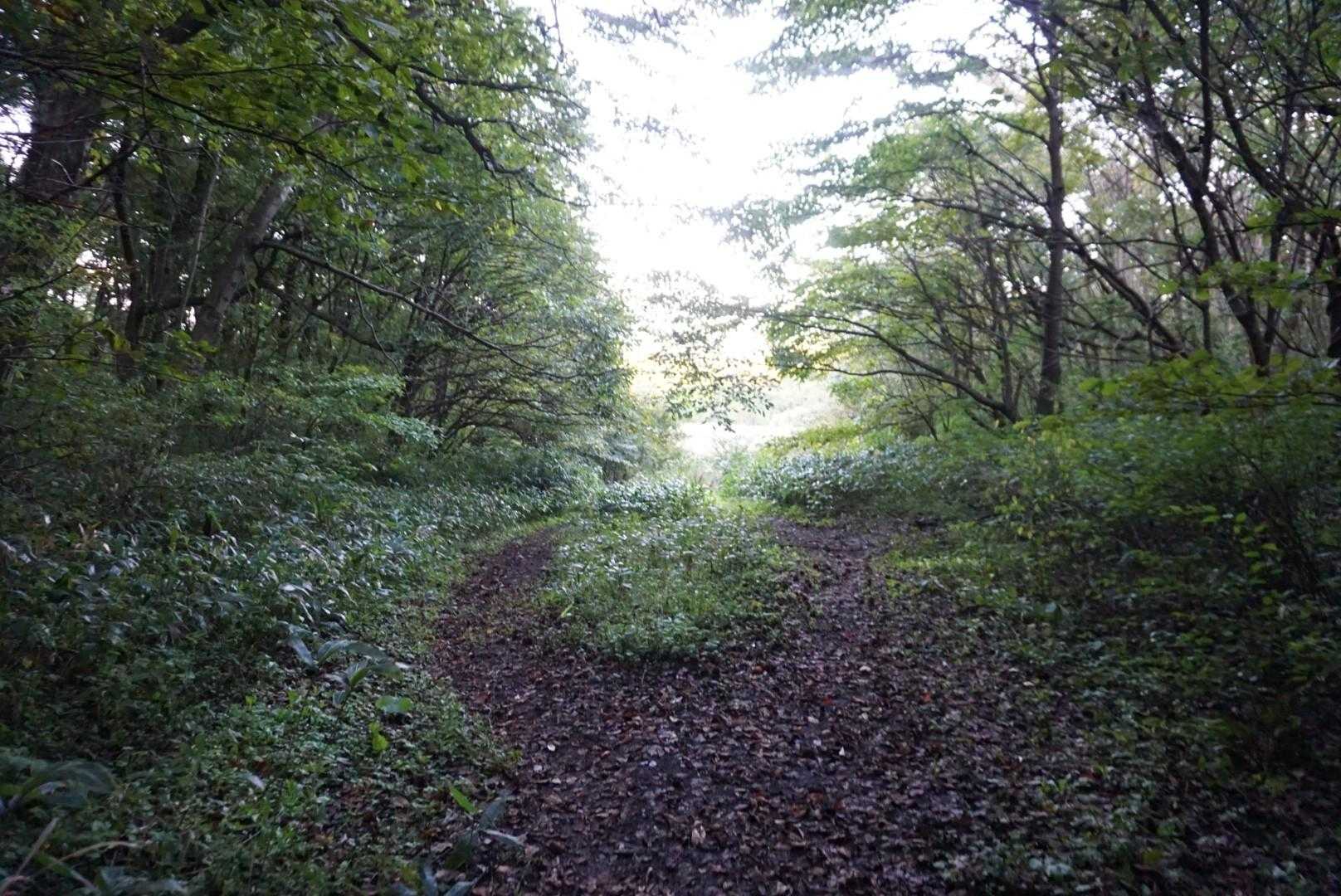大森山-黒石山 往復コースの写真