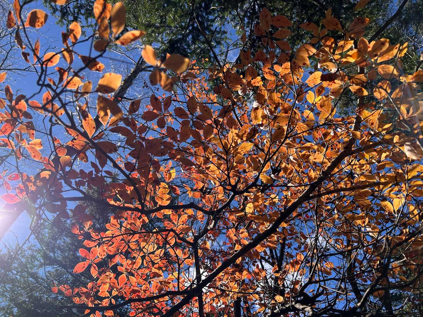 色とりどりの紅葉🍁を愛でながら下山