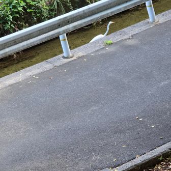 大きな白い鳥はサギ？