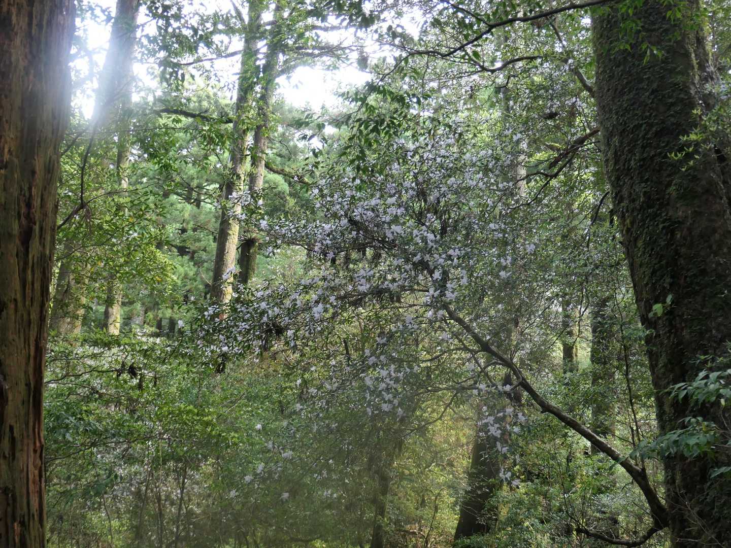 太忠岳 往復コースの写真