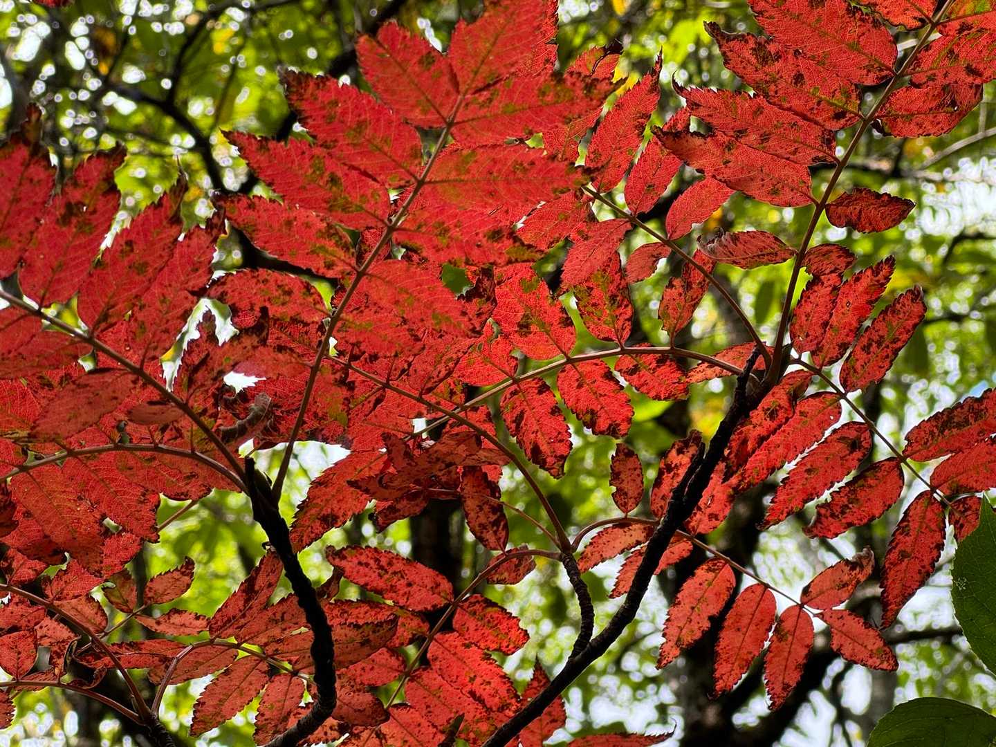 秋の気配を🍂感じれないこの暑さ🥵