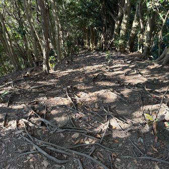 木の根だらけで、結構急です。