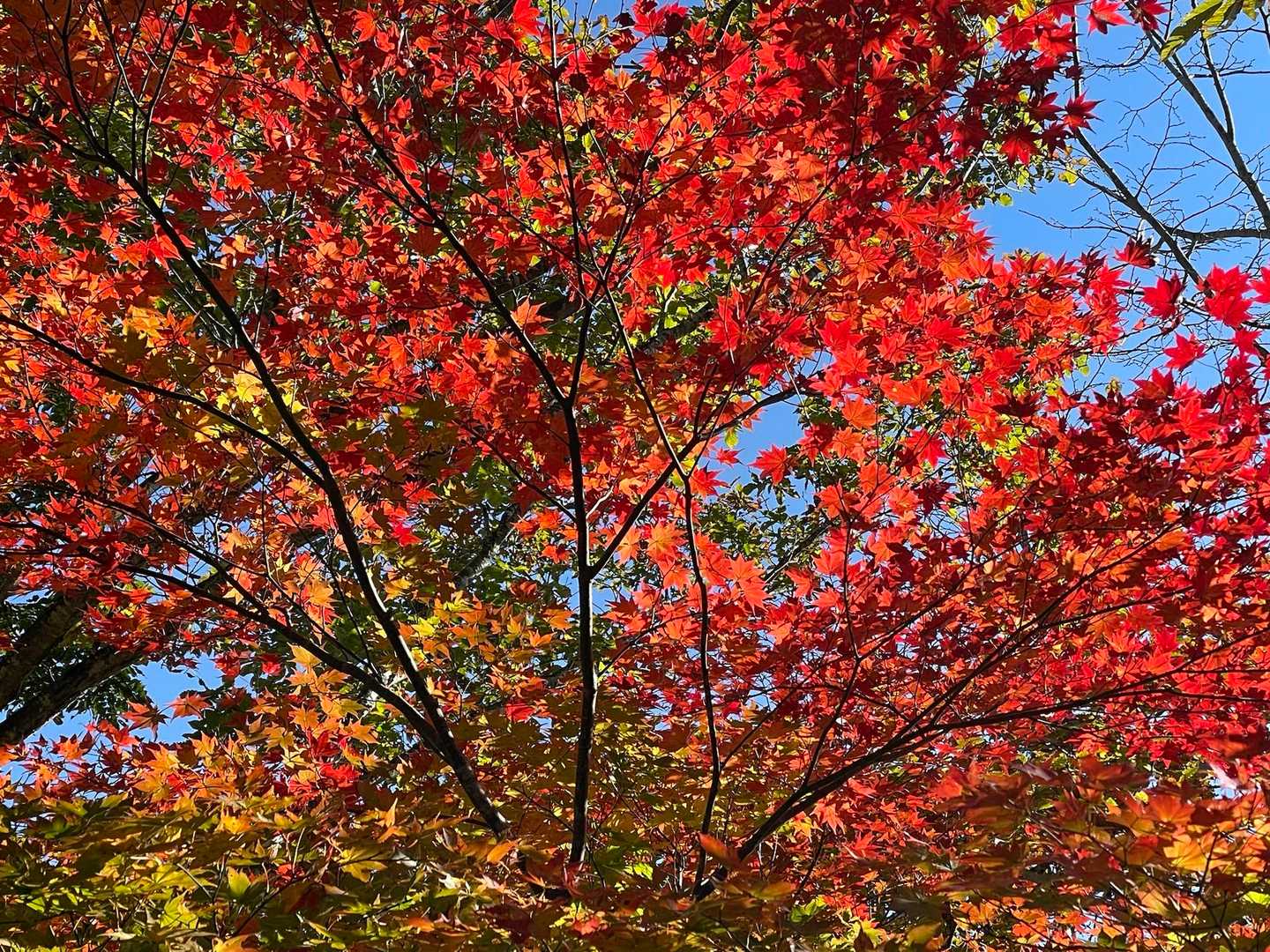 秋晴れの紅葉日和でした♪