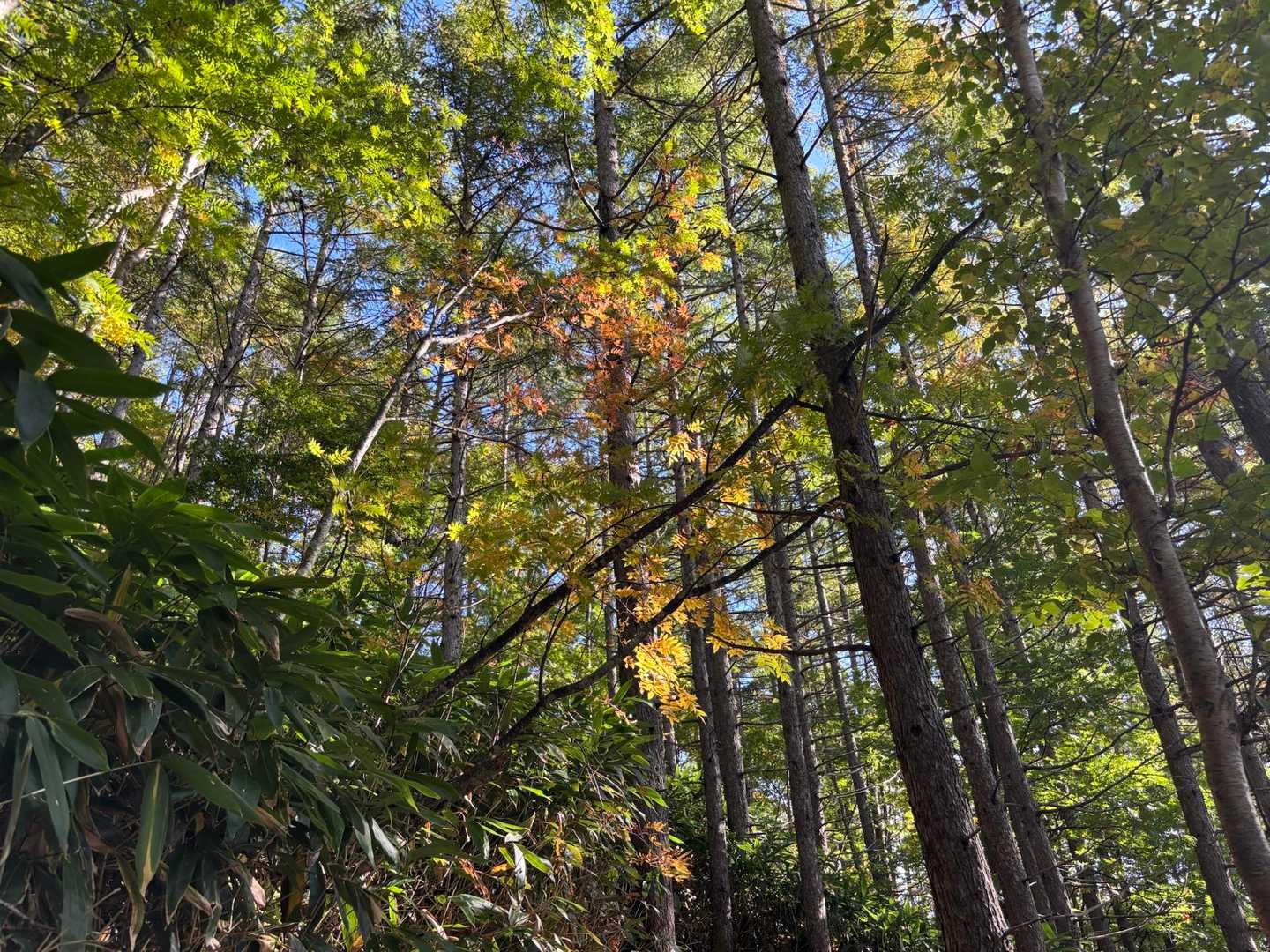 少し紅葉
