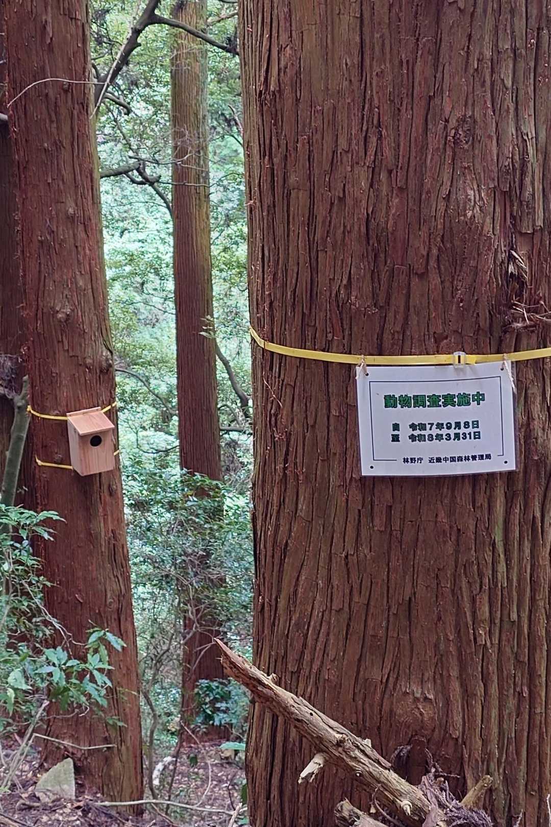 鳥さん来るのかな〜🐦️