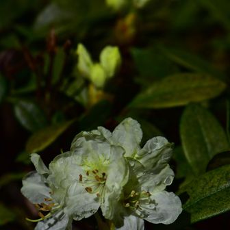 昨日一昨日はきっと降雪があったのだろう。少々凍傷気味の花びらが目立つが咲き始めのお花には朝露の煌めき。
