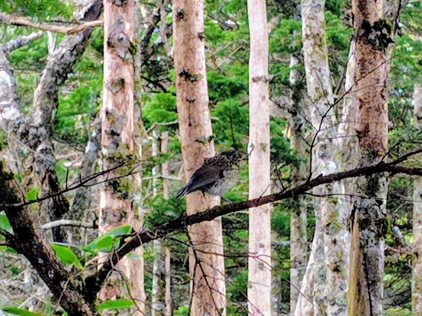 双子山へ最後の登り😤
鳥さんがさえずっています