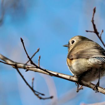 ルリ子は、近くで撮れるんだよねぇ😆
寒波の中、鳥活を楽しみました。
おつかれ山です。