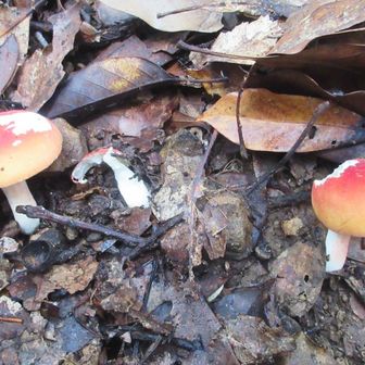 🍄　　　　　　　　　　　　
🥚🍄じゃないョ