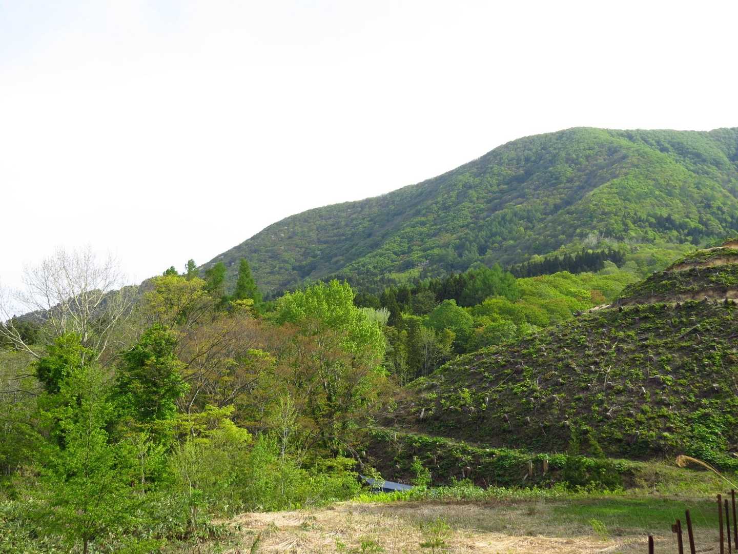 緑が濃いですね