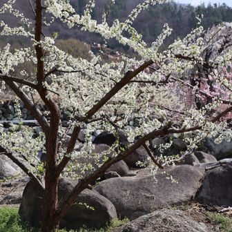 この白い花は何かしら?