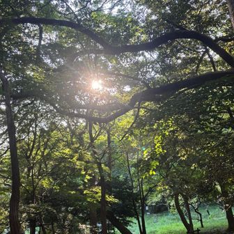 保久良梅林🌸に日が沈む。
暑い日だったけど今日登れて良かったな！