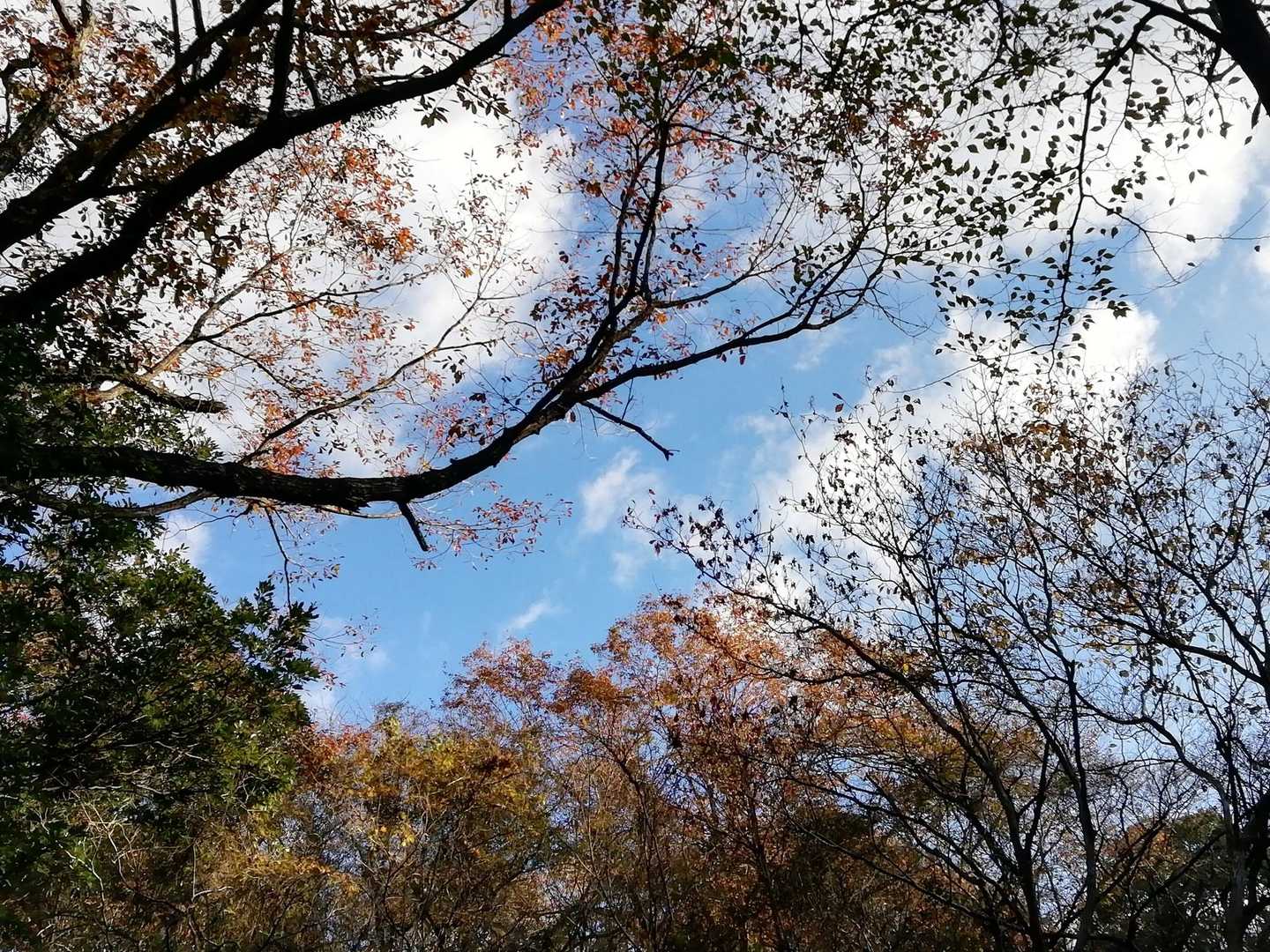 🍁🍁