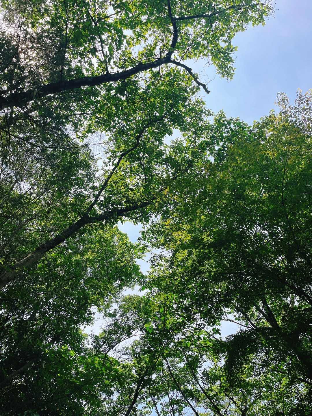 空を見上げると🌲の緑と青空のコントラストが素敵💓