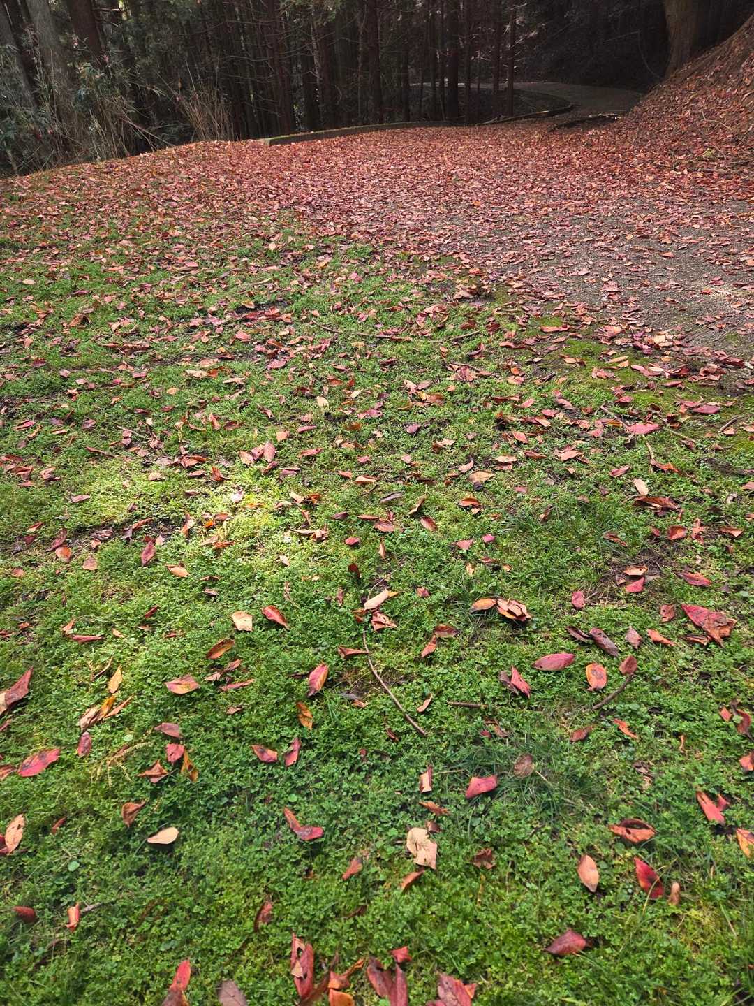 🍀~🍁