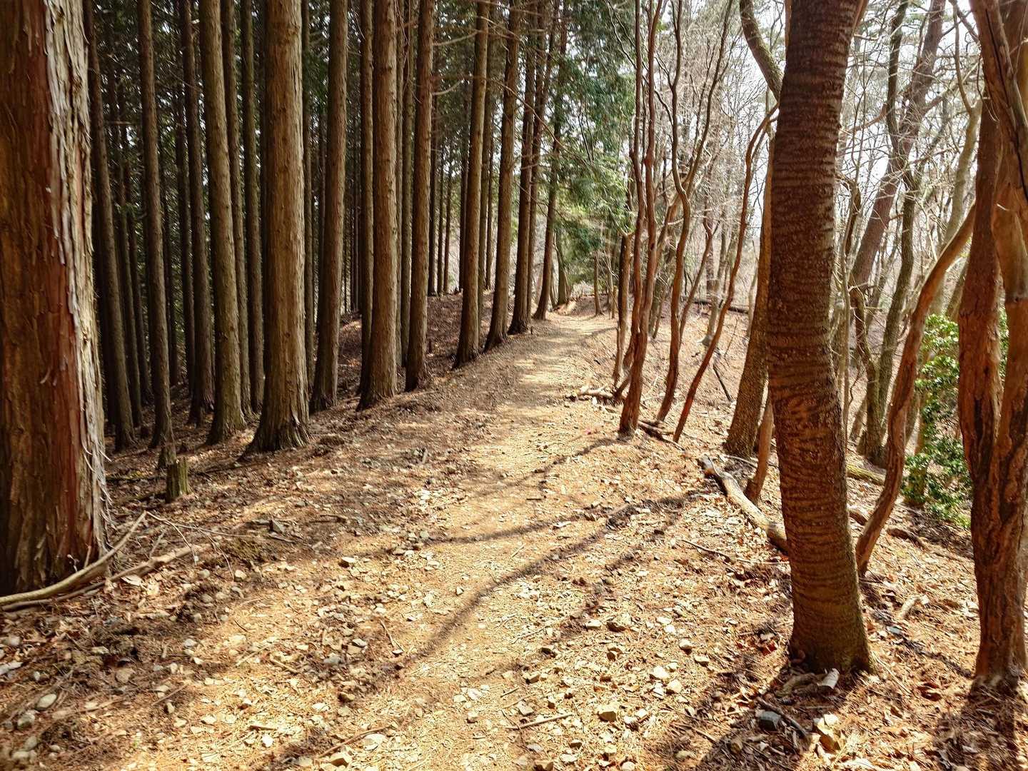 幸い歩きやすい！
走れそう🏃🏻
走らんけど😅
