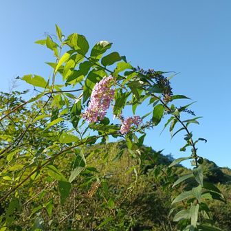 花と青空にゃ