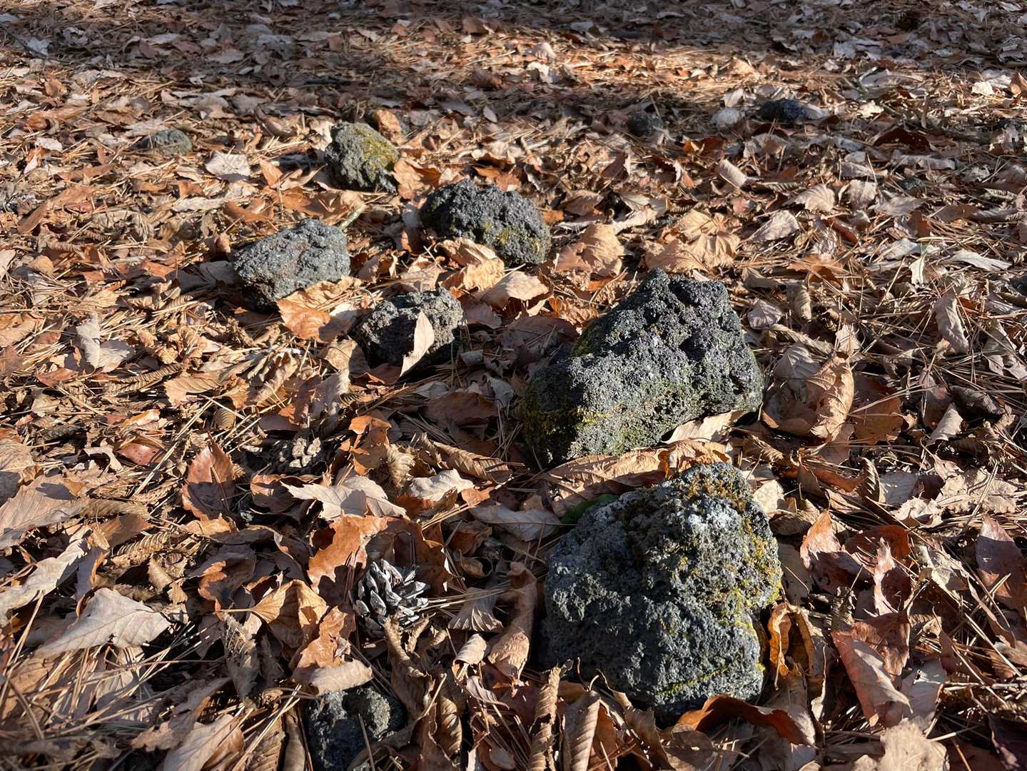 こんな石がゴロゴロあります
火山噴出物？